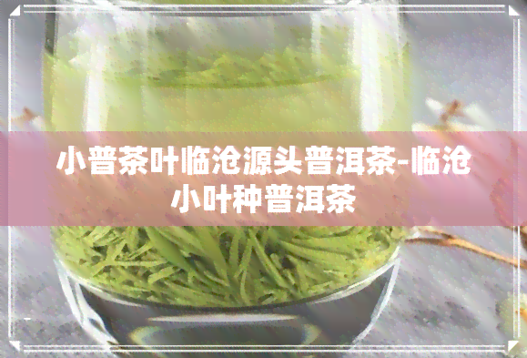 小普茶叶临沧源头普洱茶-临沧小叶种普洱茶