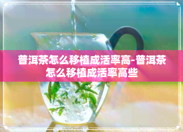 普洱茶怎么移植成活率高-普洱茶怎么移植成活率高些