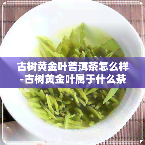 古树黄金叶普洱茶怎么样-古树黄金叶属于什么茶多少钱