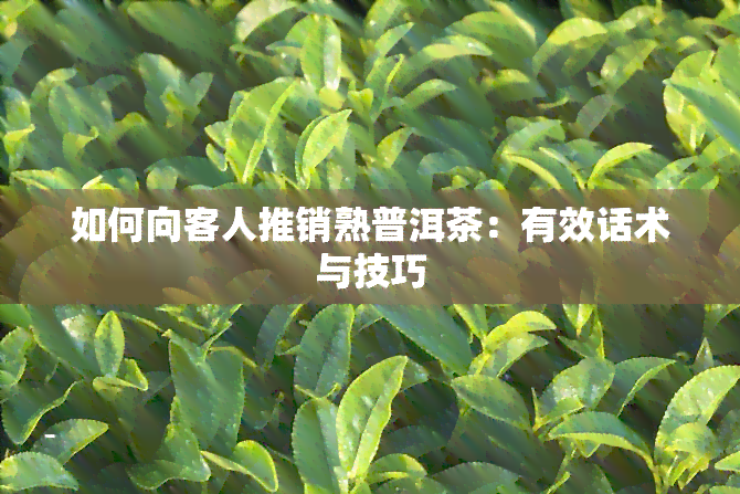 如何向客人推销熟普洱茶：有效话术与技巧