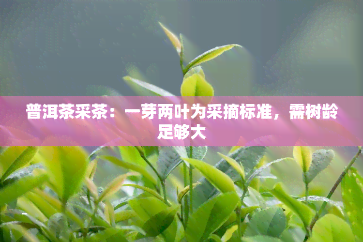 普洱茶采茶：一芽两叶为采摘标准，需树龄足够大