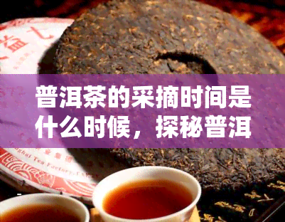 普洱茶的采摘时间是什么时候，探秘普洱茶：了解其采摘时间和影响因素