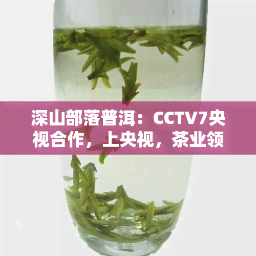 深山部落普洱：CCTV7央视合作，上央视，茶业领导