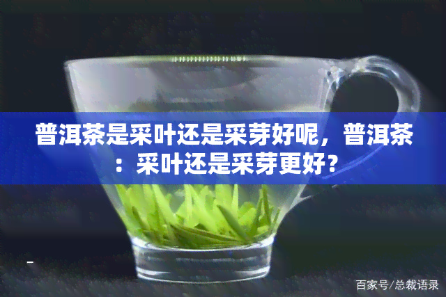 普洱茶是采叶还是采芽好呢，普洱茶：采叶还是采芽更好？