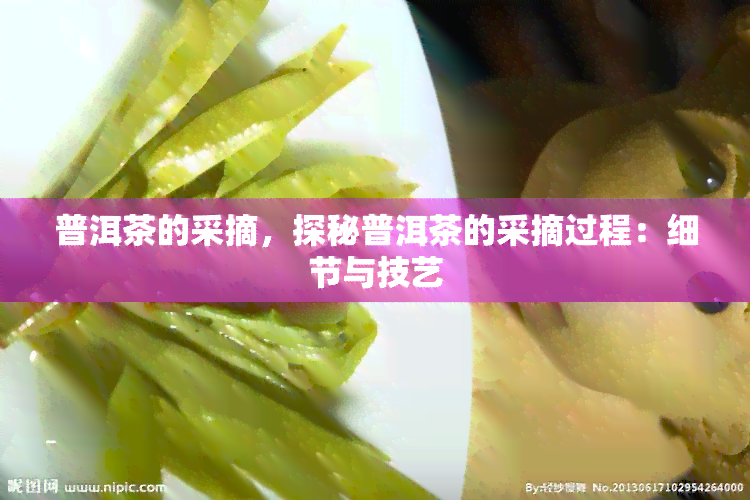 普洱茶的采摘，探秘普洱茶的采摘过程：细节与技艺