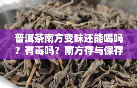 普洱茶南方变味还能喝吗？有吗？南方存与保存方法全解析