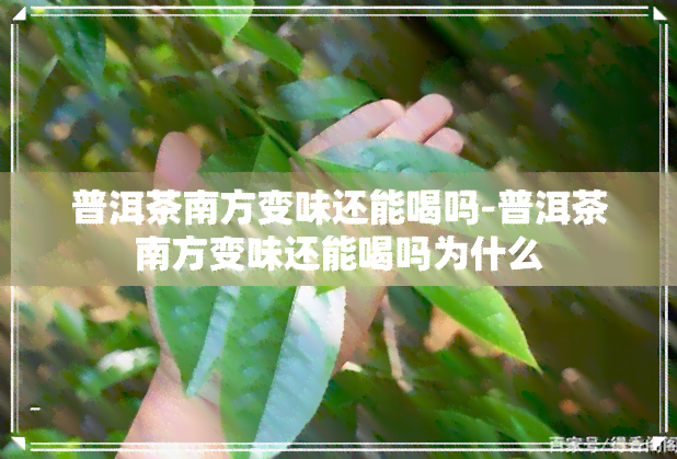 普洱茶南方变味还能喝吗-普洱茶南方变味还能喝吗为什么