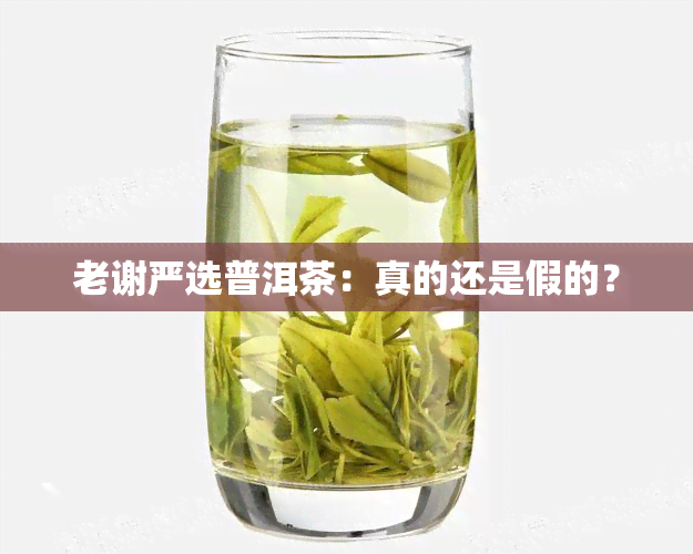 老谢严选普洱茶：真的还是假的？