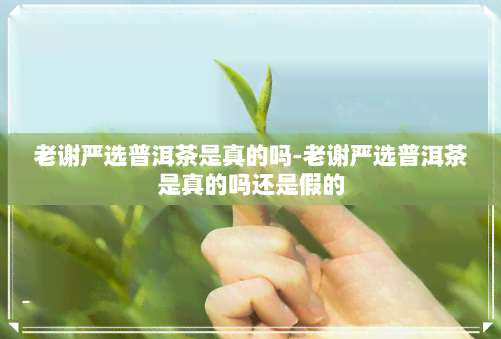 老谢严选普洱茶是真的吗-老谢严选普洱茶是真的吗还是假的