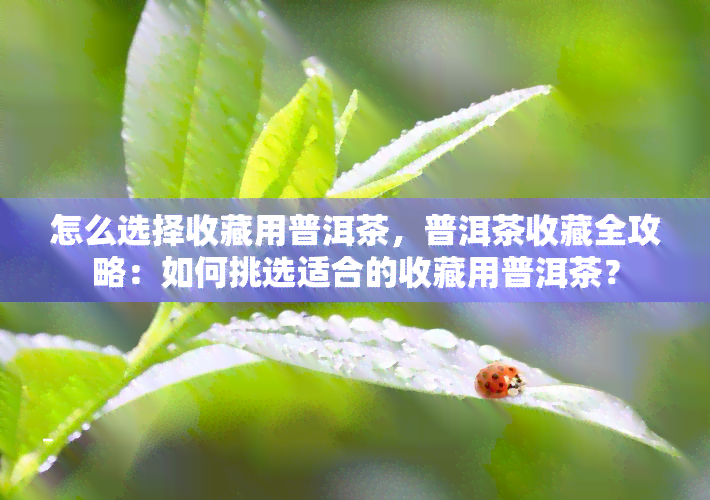 怎么选择收藏用普洱茶，普洱茶收藏全攻略：如何挑选适合的收藏用普洱茶？