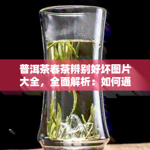 普洱茶春茶辨别好坏图片大全，全面解析：如何通过图片辨别普洱茶春茶的好坏？