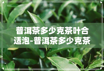 普洱茶多少克茶叶合适泡-普洱茶多少克茶叶合适泡茶