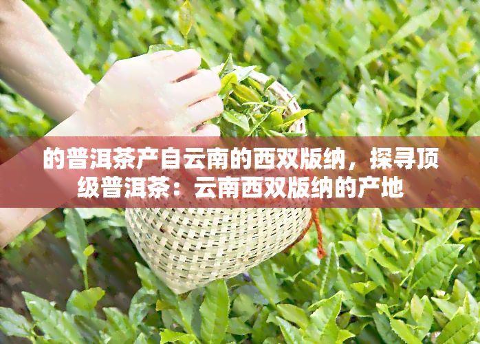 的普洱茶产自云南的西双版纳，探寻顶级普洱茶：云南西双版纳的产地