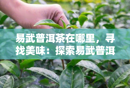 易武普洱茶在哪里，寻找美味：探索易武普洱茶的产地