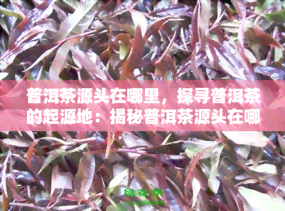 普洱茶源头在哪里，探寻普洱茶的起源地：揭秘普洱茶源头在哪里