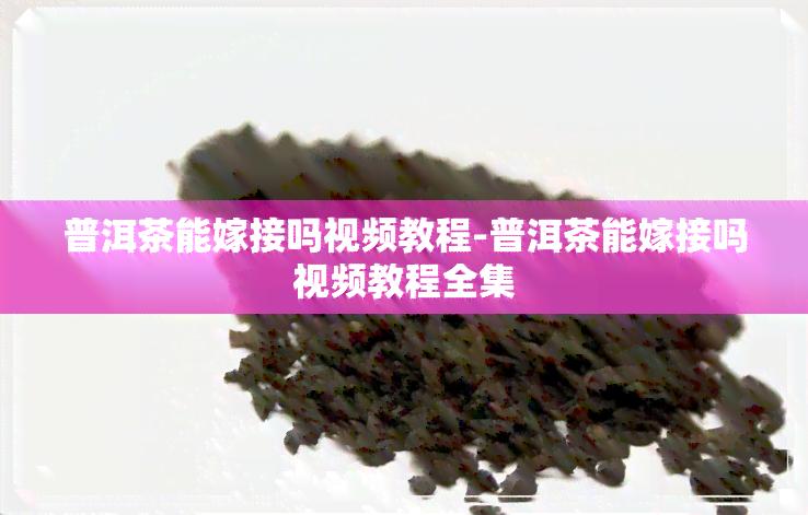 普洱茶能嫁接吗视频教程-普洱茶能嫁接吗视频教程全集