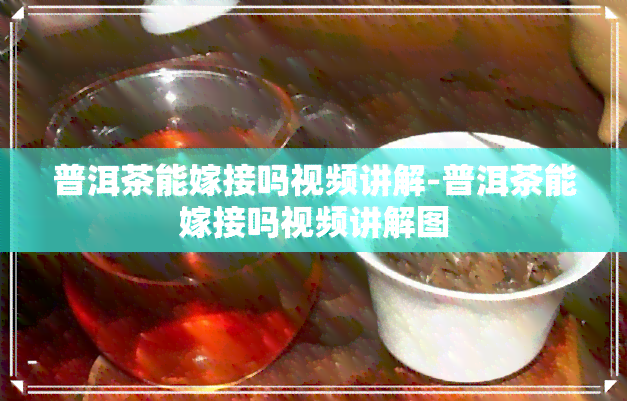 普洱茶能嫁接吗视频讲解-普洱茶能嫁接吗视频讲解图