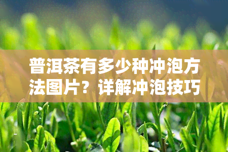 普洱茶有多少种冲泡方法图片？详解冲泡技巧、价格与功效，以及适宜的冲泡量。了解普洱茶的独特冲泡特点！