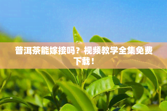 普洱茶能嫁接吗？视频教学全集免费下载！