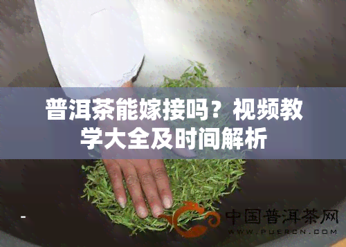 普洱茶能嫁接吗？视频教学大全及时间解析