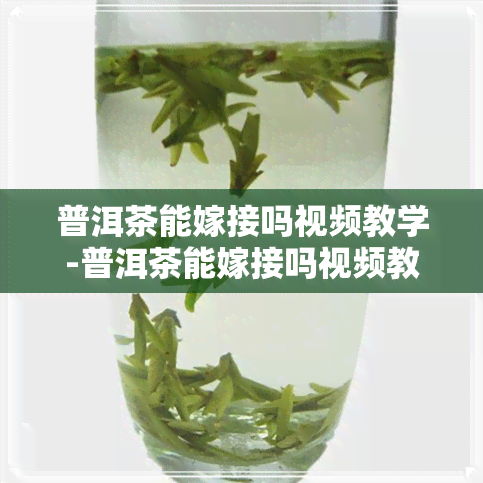 普洱茶能嫁接吗视频教学-普洱茶能嫁接吗视频教学全集