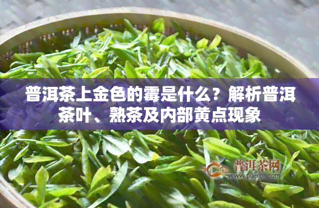 普洱茶上金色的霉是什么？解析普洱茶叶、熟茶及内部黄点现象