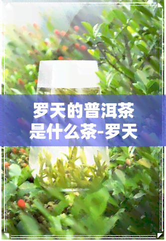 罗天的普洱茶是什么茶-罗天的普洱茶是什么茶叶