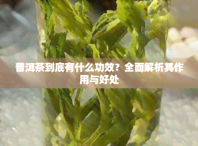 普洱茶到底有什么功效？全面解析其作用与好处