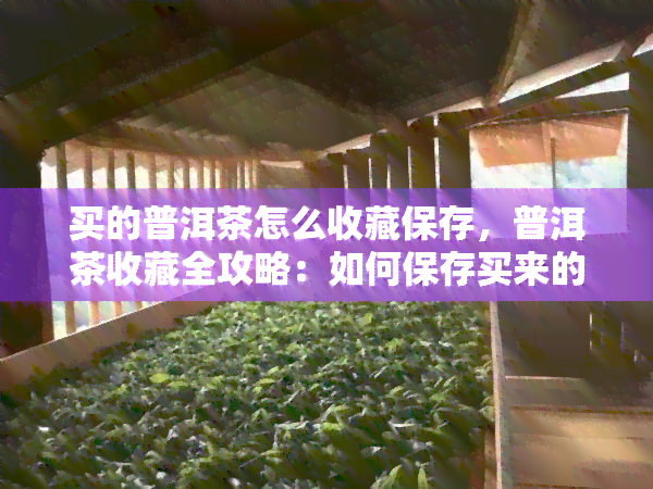 买的普洱茶怎么收藏保存，普洱茶收藏全攻略：如何保存买来的普洱茶？