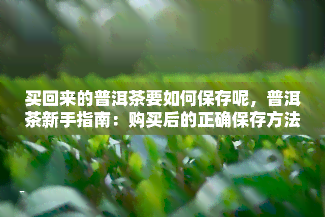 买回来的普洱茶要如何保存呢，普洱茶新手指南：购买后的正确保存方法