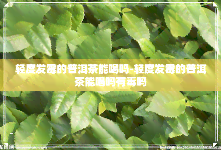 轻度发霉的普洱茶能喝吗-轻度发霉的普洱茶能喝吗有吗