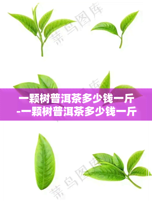 一颗树普洱茶多少钱一斤-一颗树普洱茶多少钱一斤啊