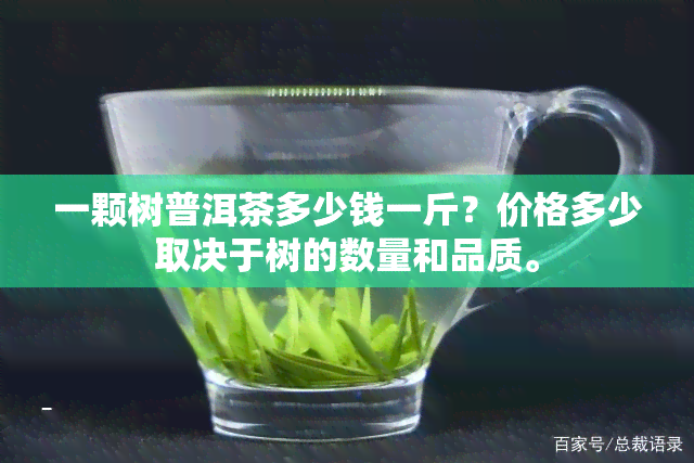 一颗树普洱茶多少钱一斤？价格多少取决于树的数量和品质。