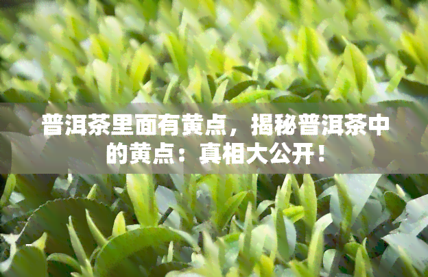 普洱茶里面有黄点，揭秘普洱茶中的黄点：真相大公开！