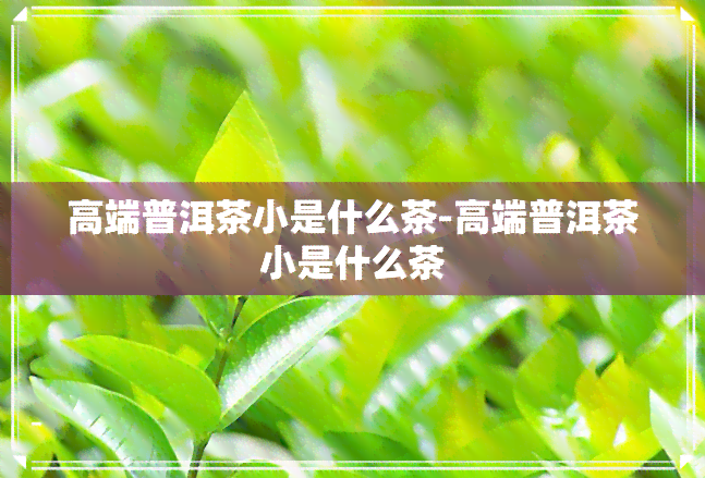 高端普洱茶小是什么茶-高端普洱茶小是什么茶