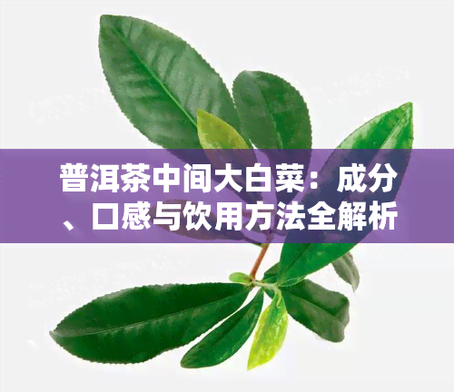 普洱茶中间大白菜：成分、口感与饮用方法全解析