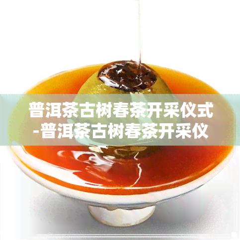 普洱茶古树春茶开采仪式-普洱茶古树春茶开采仪式视频