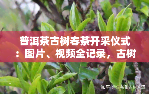 普洱茶古树春茶开采仪式：图片、视频全记录，古树普洱茶采摘过程，价格难求