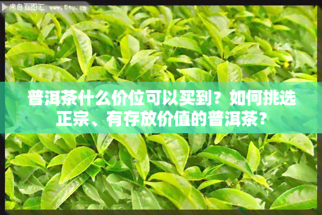 普洱茶什么价位可以买到？如何挑选正宗、有存放价值的普洱茶？