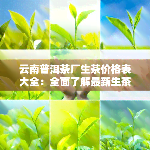 云南普洱茶厂生茶价格表大全：全面了解最新生茶价格信息！