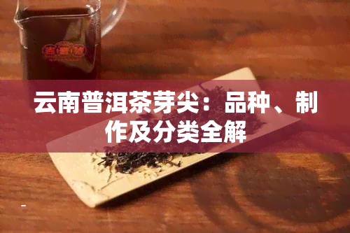 云南普洱茶芽尖：品种、制作及分类全解