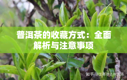 普洱茶的收藏方式：全面解析与注意事项