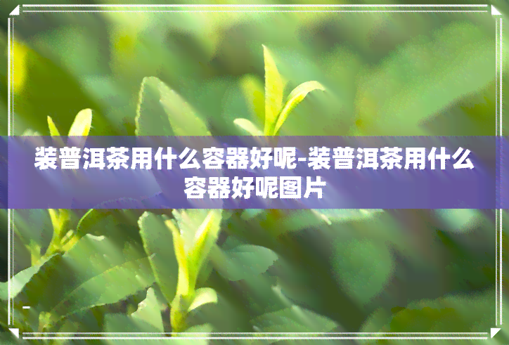 装普洱茶用什么容器好呢-装普洱茶用什么容器好呢图片