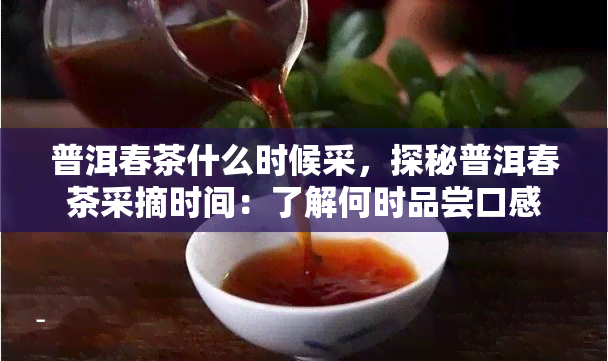 普洱春茶什么时候采，探秘普洱春茶采摘时间：了解何时品尝口感