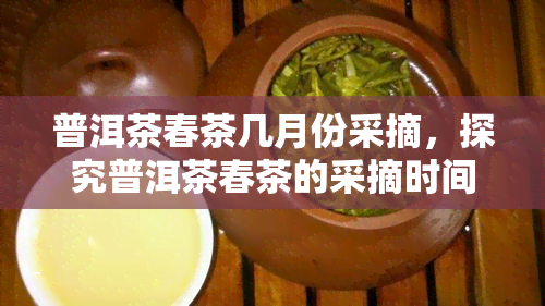 普洱茶春茶几月份采摘，探究普洱茶春茶的采摘时间