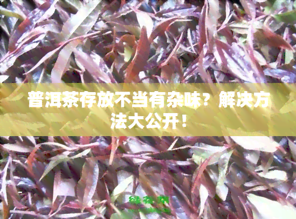 普洱茶存放不当有杂味？解决方法大公开！