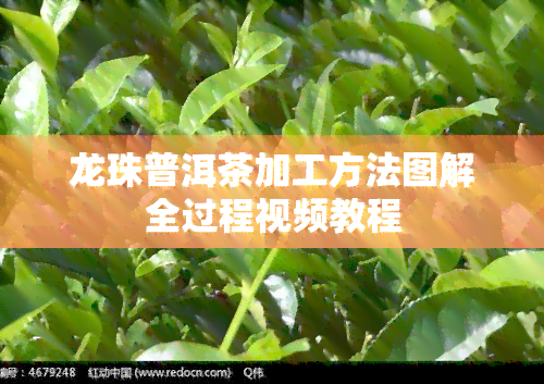 龙珠普洱茶加工方法图解全过程视频教程