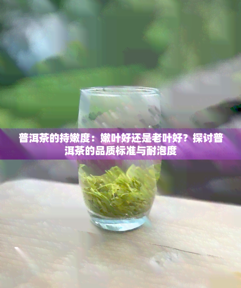 普洱茶的持嫩度：嫩叶好还是老叶好？探讨普洱茶的品质标准与耐泡度