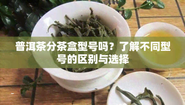 普洱茶分茶盒型号吗？了解不同型号的区别与选择