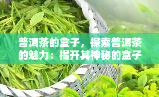 普洱茶的盒子，探索普洱茶的魅力：揭开其神秘的盒子